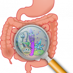 The Role Of Gut Health In Overall Wellness: A Deep Dive